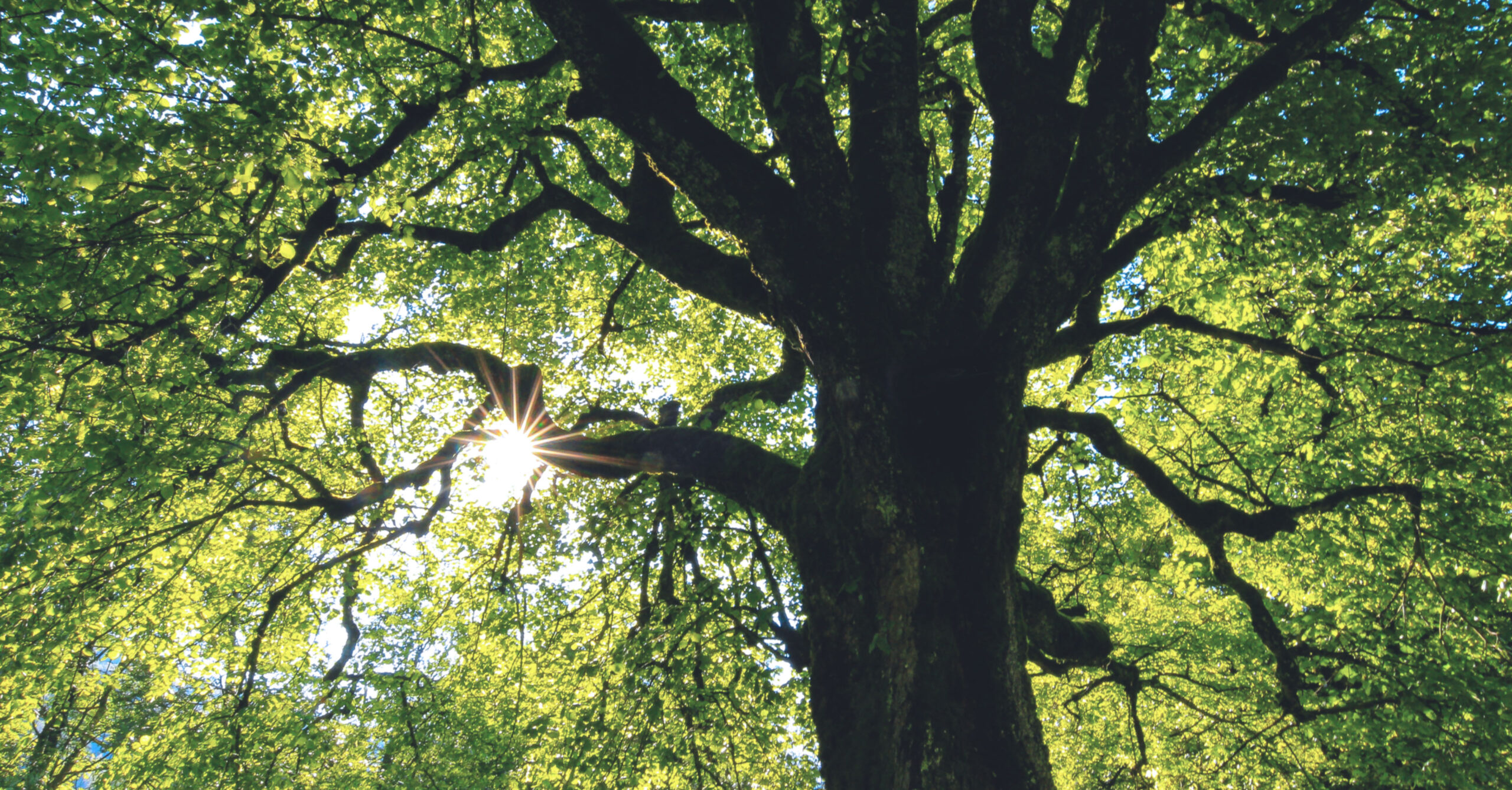 Tree of learning